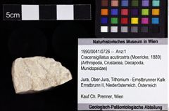 Foto (Objket + Etiketten) von Cracensigillatus acutirostris (Moericke, 1889) 